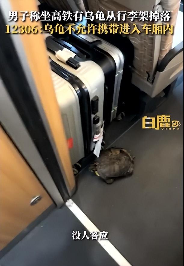 高铁有乌龟从行李架掉落砸到乘客？12306回应