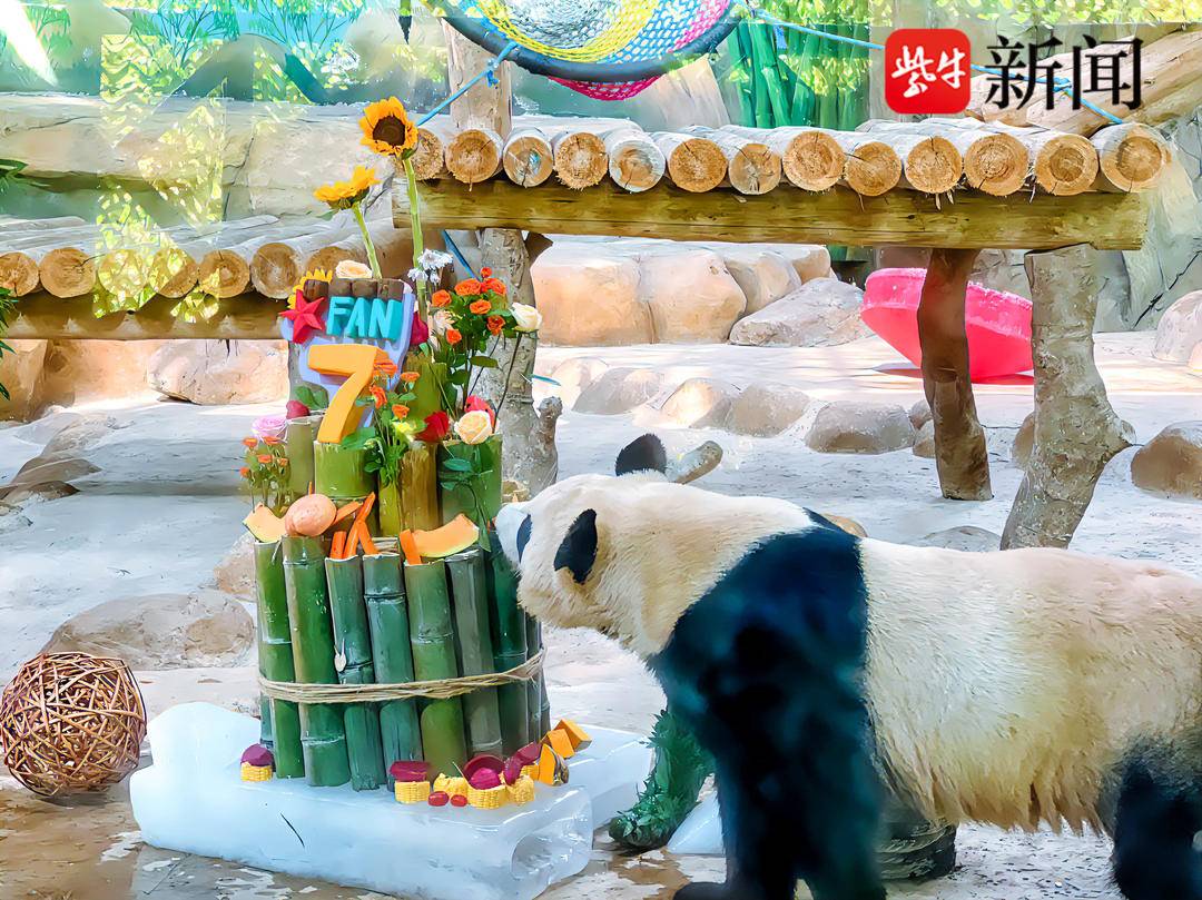 生日快乐，这两只大熊猫七岁啦！