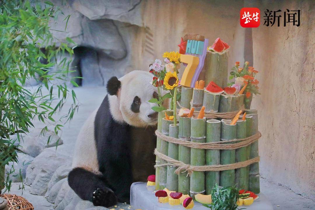 生日快乐，这两只大熊猫七岁啦！