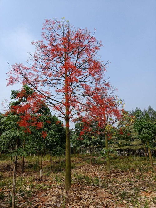 蓝花楹适合在哪里种植,如何种植的